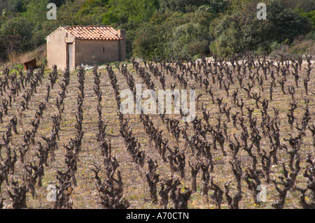 Domaine de Canet-Valette Cessenon-sur-Orb St Chinian. Languedoc. Une cabane cabane dans la vigne. La France. L'Europe. Banque D'Images