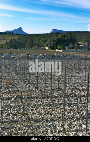 Domaine de Mas de Martin, St Bauzille de Montmel. Le Pic St Loup montagne pic. et La Montagne Massif de l'Hortus falaise de montagne au loin. Gres de Montpellier. Languedoc. Vignes en cordon royat l'élagage. Dans le vignoble. La France. L'Europe. Montagnes en arrière-plan. Banque D'Images