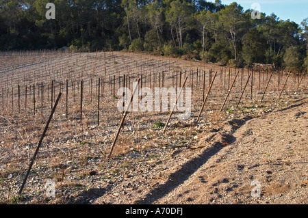 Domaine de Mas de Martin, St Bauzille de Montmel. Gres de Montpellier. Languedoc. Dans le vignoble. La France. L'Europe. Banque D'Images