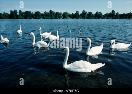 Cygnes Banque D'Images