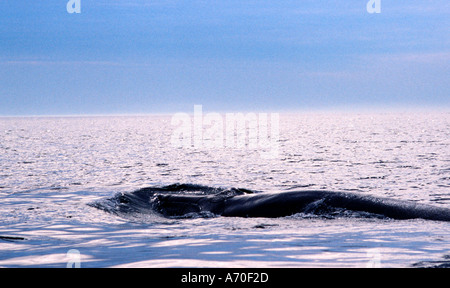 Baleines rorquals dans la baie de fundy canada Banque D'Images