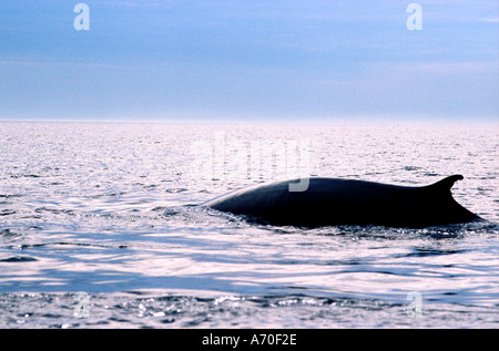 Baleines rorquals dans la baie de fundy canada Banque D'Images