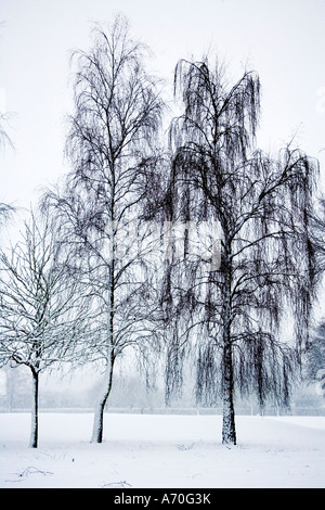 Arbres couverts de neige prise lors de Coate Water Country Park Banque D'Images