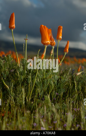 Pavot de californie Eschscholzia californica Pavot de californie Antelope Valley Réserver Lancaster Californie Banque D'Images