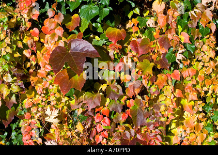 Markt Schwaben, GER, 27. Octobre 2005 - Plusieurs feuilles colorées en autumm Banque D'Images