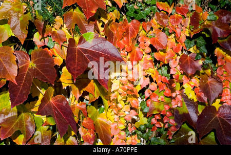 Markt Schwaben, GER, 27. Octobre 2005 - Plusieurs feuilles colorées en autumm Banque D'Images