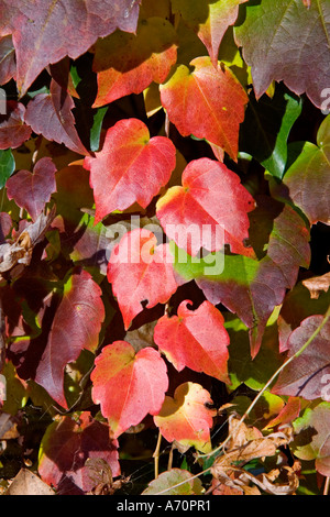 Markt Schwaben, GER, 27. Octobre 2005 - Plusieurs feuilles colorées en autumm Banque D'Images