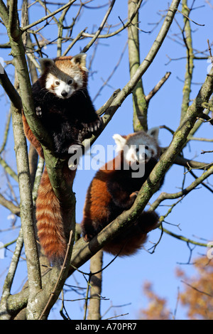 Munich, GER, 28. Octobre 2005 - Le panda rouge (lat. Ailurus fulgens), l'image a été prise au zoo Hellabrunn de Munich. Banque D'Images