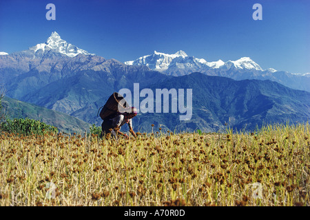 Femme népalaise dans le champ de mil ou Machhaphuchhare Machapuchare ci-dessous est une montagne d'Annapurna dans l'himalaya Banque D'Images