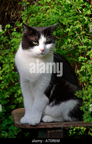 Chat noir et blanc adulte (Felis catus) assis sur un banc de jardin Banque D'Images