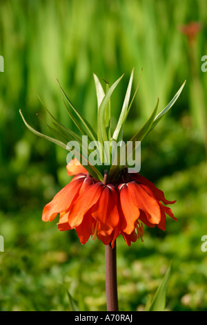 Une couronne unique impériale (Fritillaria imperialis) en fleur au printemps dans le jardin Sussex, Angleterre, Royaume-Uni Banque D'Images