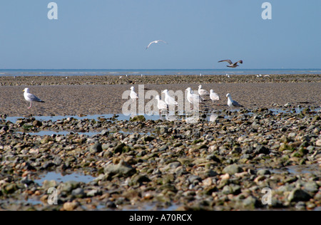 Les Goélands argentés européens (Larus argentatus) se forgeant pour la nourriture sur la plage à Goring-by-Sea, West Sussex, Angleterre Banque D'Images