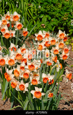 Profusion de jonquilles centrées sur l'orange en fleur dans le jardin anglais au printemps Banque D'Images