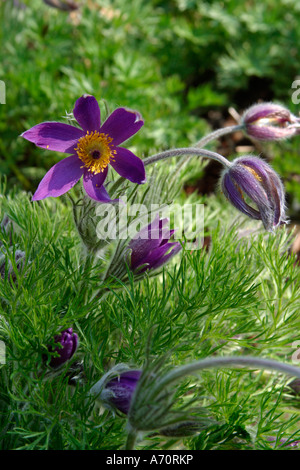 Fleur pourpre de Pasque (Pulsatilla vulgaris) en fleur au début du printemps dans le West Sussex, Angleterre, Royaume-Uni Banque D'Images