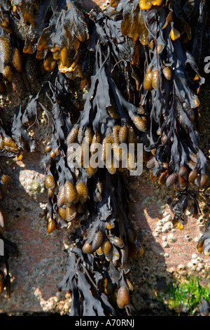 Bladderrack (Fucus vesiculosus) des algues sur la plage de Sussex Banque D'Images