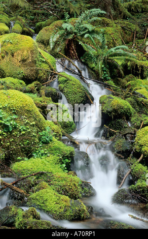 Petit cours d'eau au moyen de tampons de mousse dans la forêt pluviale tempérée, Mount Rainier National Park, Washington State, USA Banque D'Images