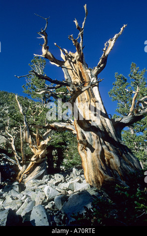 Bristlecone Pine à la Vallée des Glaciers, le Parc National du Grand Bassin, Nevada, USA Banque D'Images