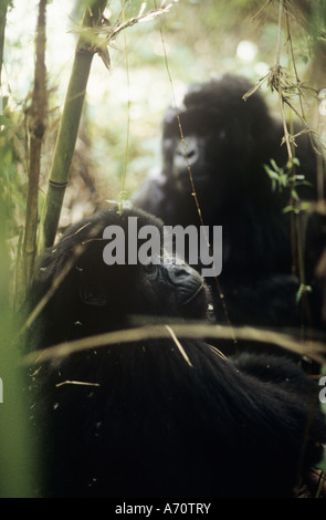 Les gorilles de montagne (Gorilla beringei beringei), avec bambou, la nourriture dans le Parc National des Virunga, le Rwanda, l'Afrique Banque D'Images