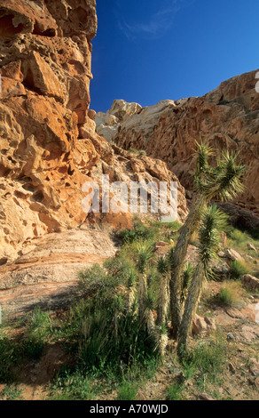 Joshua Tree, Lake Mead National Recreation Area, Nevada, USA Banque D'Images