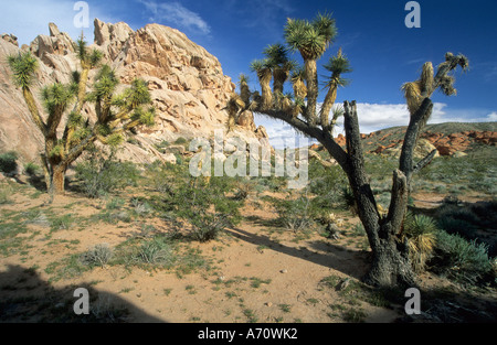 Joshua Tree, Lake Mead National Recreation Area, Nevada, USA Banque D'Images