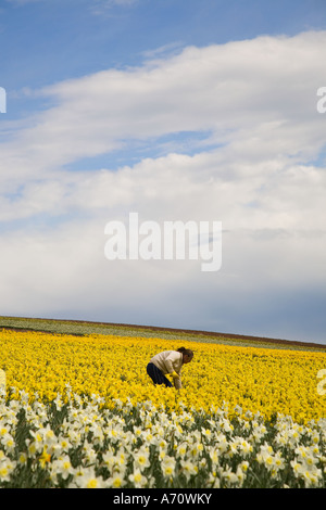 De plus en plus de la jonquille - Ecosse. Les hommes travailleurs migrants ou immigrés ferme d'élevage commercial cueillette des jonquilles, Montrose, UK Banque D'Images