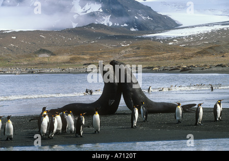 Éléphant de mer du sud (Mirounga leonina). Taureaux de combat avec le Roi des pingouins en premier plan Banque D'Images