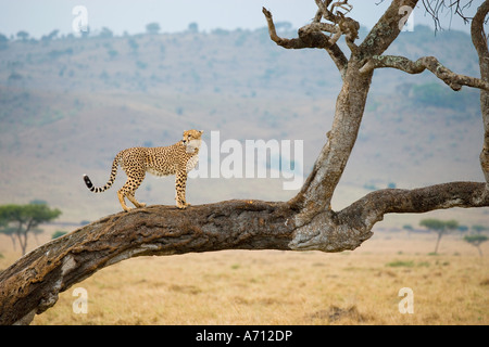 Cheetah - Comité permanent sur le tronc de l'arbre / Acinonyx jubatus Banque D'Images