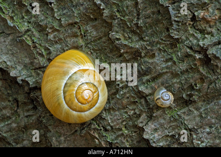 Escargot - verger sur arbre / Arianta arbustorum Banque D'Images