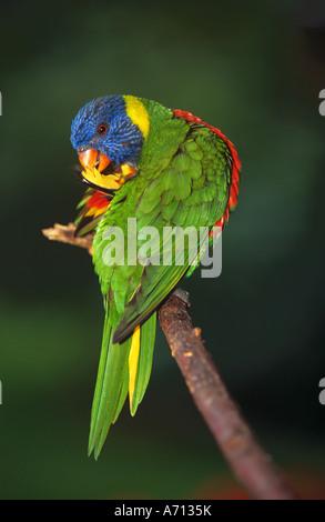 Lory - arc-en-ciel assis sur branch / Trichoglossus haematodus Banque D'Images