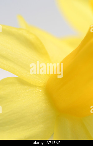 Macro fleur jaune jonquille printemps détail Banque D'Images