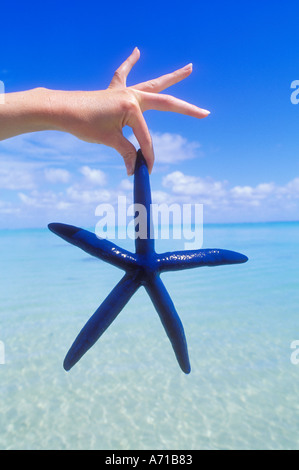 Womans hand holding starfish bleu Îles Cook Aitutaki modèle océan Pacifique Sud image parution Banque D'Images