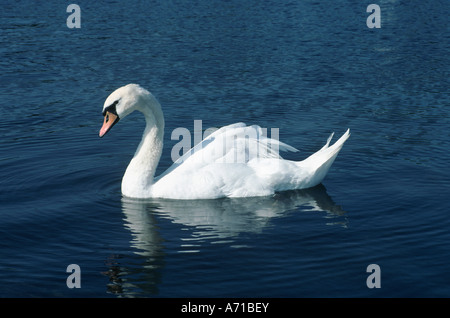 Swan Banque D'Images