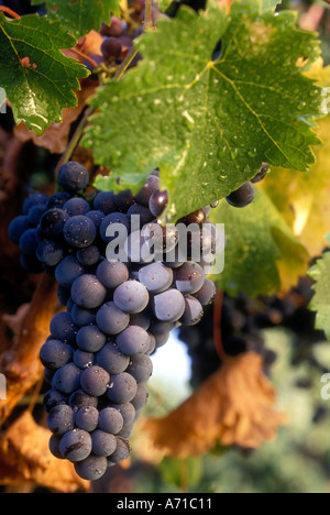 Raisins de pendaison sur Vigne à Napa Valley en Californie Banque D'Images