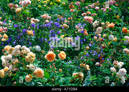 Jardin de la princesse Margareta roses et bleus campanules Banque D'Images