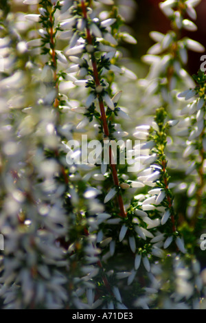 Heather en blanc Calluna vulgaris Hull L Banque D'Images