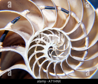 Zoologie / animaux, mollusque, chambré, Nautilus Nautilus pompilius), (détail, shell, profil, Distribution : Western Pacific Ocea Banque D'Images