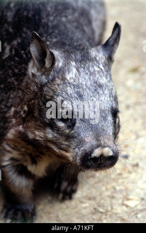 Zoologie / animaux, Mammifères Mammifères /, Wombat, à nez poilu du Sud (Lasiorhinus latifrons, Wombat), distribution : le sud de l'Aust Banque D'Images
