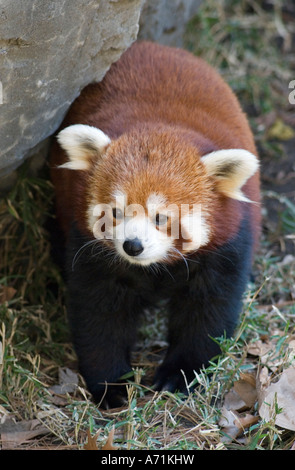 Le panda rouge au zoo de Central Park Banque D'Images