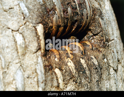 Zoologie / animaux, d'insectes, d'abeilles, dans l'ouest de l'abeille, (Apis mellifera), gardienne à l'entrée, distribution : l'Europe, l'Afrique, en Banque D'Images