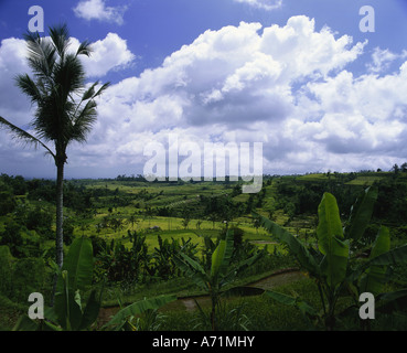Géographie / voyage, INDONÉSIE, Bali, paysage / paysages, de rizières, de palmiers, d'Asie, d'Océanie, riz, rizières, Paddy, Banque D'Images