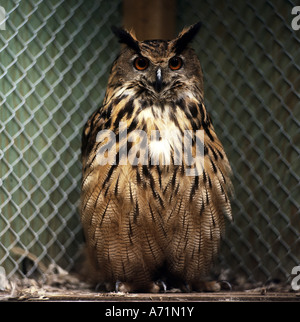 Zoologie / animaux, oiseaux / aviaire, Eurasien (Bubo bubo lacteus,), comité permanent dans la cage, frontal tourné, distribution : l'Europe, Nord Banque D'Images