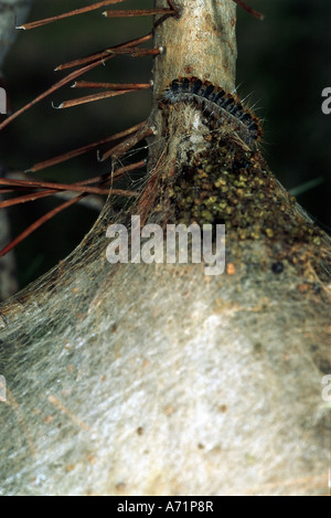 Zoologie / animaux, insectes, papillons, Chêne, la chenille processionnaire (Thaumetopoea processionea), la croissance : Caterpillar en face de web, dis Banque D'Images