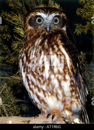 Zoologie / animaux, oiseaux, oiseaux / Boobook (Ninox novaeseelandiae), assis, en arbre, close-up, vue frontale, util isé Banque D'Images