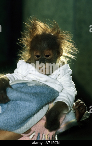 'Zoologie / animaux, des mammifères, des singes, des mammifères / orang-outan, Pongo pygmaeus (), baby, zoo Tierpark Hellabrunn' ', Munich, Banque D'Images