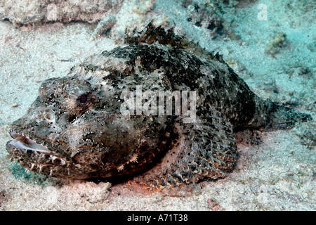 Scorpionfish pierre portant sur le sable dans la mer de Cortez Banque D'Images