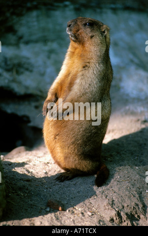 Zoologie / animaux, Mammifères Mammifères /, la marmotte, la marmotte alpine (Marmota marmota), debout sur ses pattes, la distribution : Alpes, pyr Banque D'Images