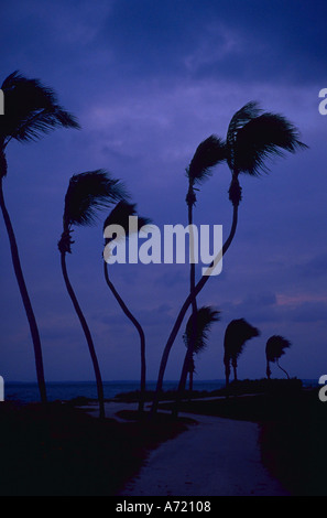 Palmiers bend dans le vent sous ciel nuageux sur Captiva Island Florida Banque D'Images