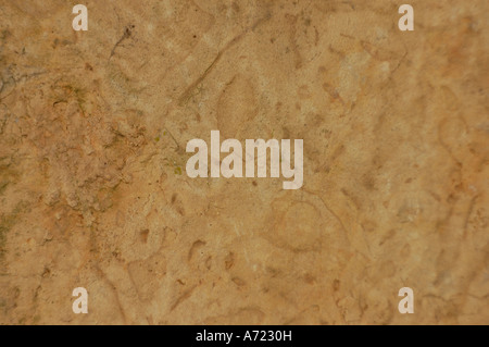 La texture et la structure en pierre calcaire Banque D'Images