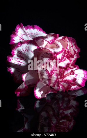 Oeillets violet et blanc Banque D'Images