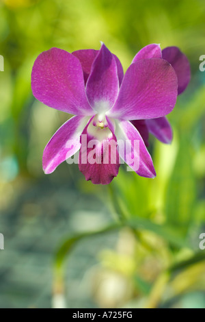 Gros plan d'une fleur d'orchidée violette.Phuket, Thaïlande. Banque D'Images